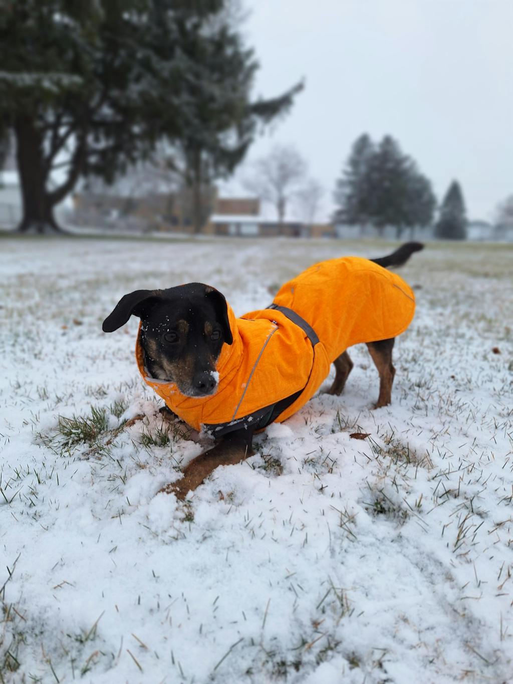 Expedition Parka winter coat for dogs