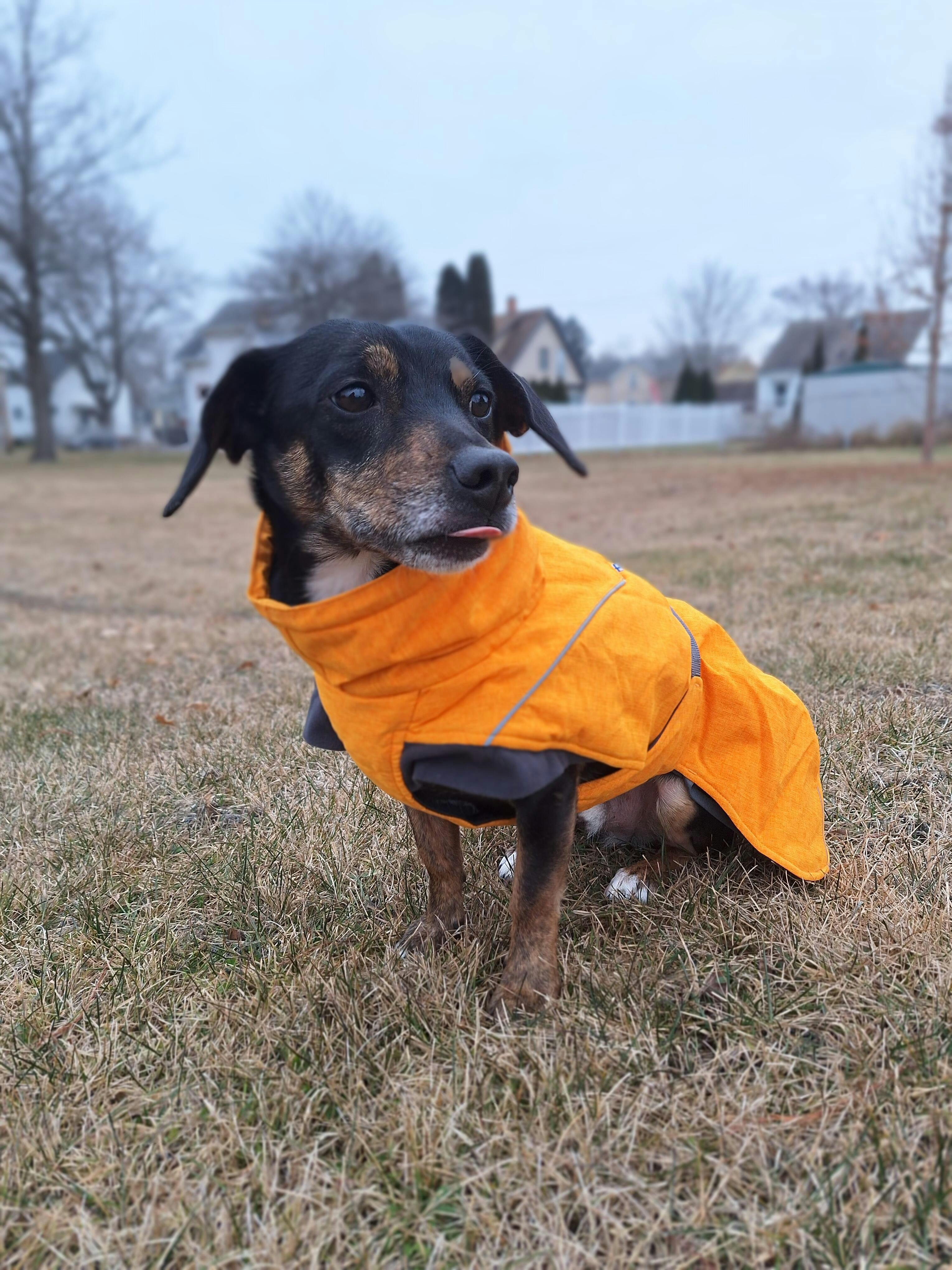 Expedition Parka winter coat for dogs