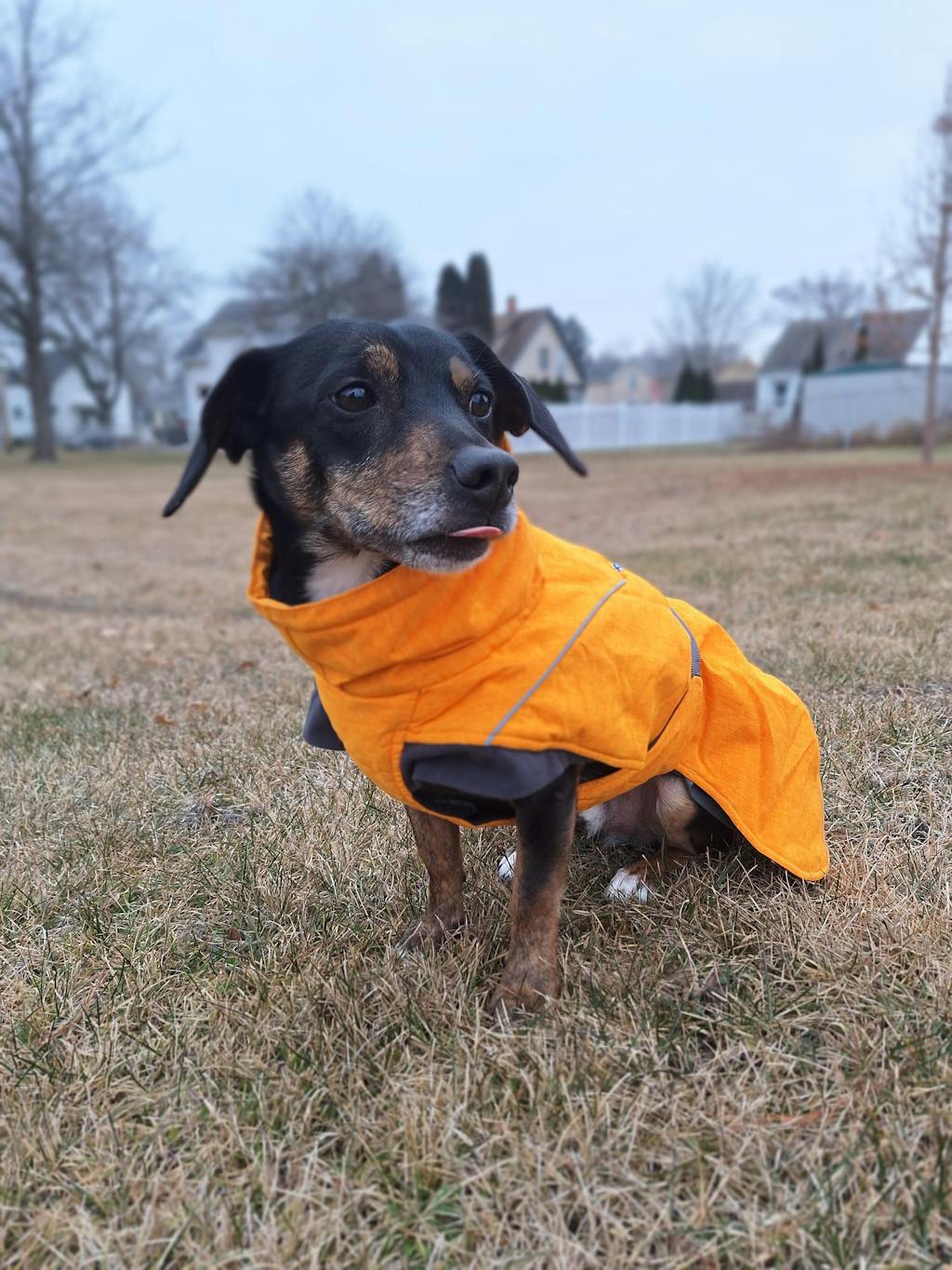 Expedition Parka winter coat for dogs