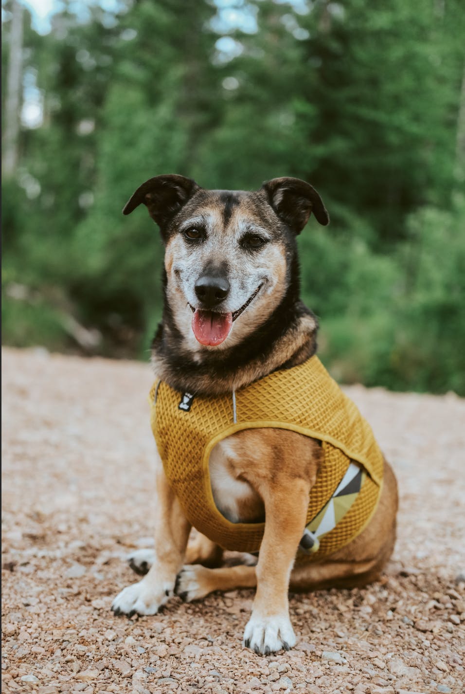 hurtta cooling vest