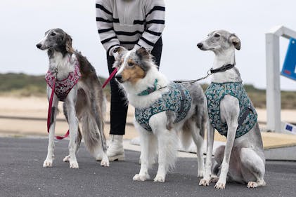 Designer Dog Clothes Dog Pet Boutique Bitch New York