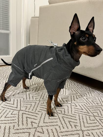 Midlayer Overall for dogs – Hurtta.com