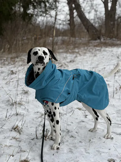 Expedition Parka II – Warm & Weatherproof dog winter coat – Hurtta.com