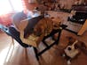 Hygge Dog Zuccotti Maxi