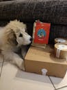 Hygge Dog Hygge Routine