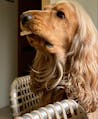 Hygge Dog Profumi del sottobosco