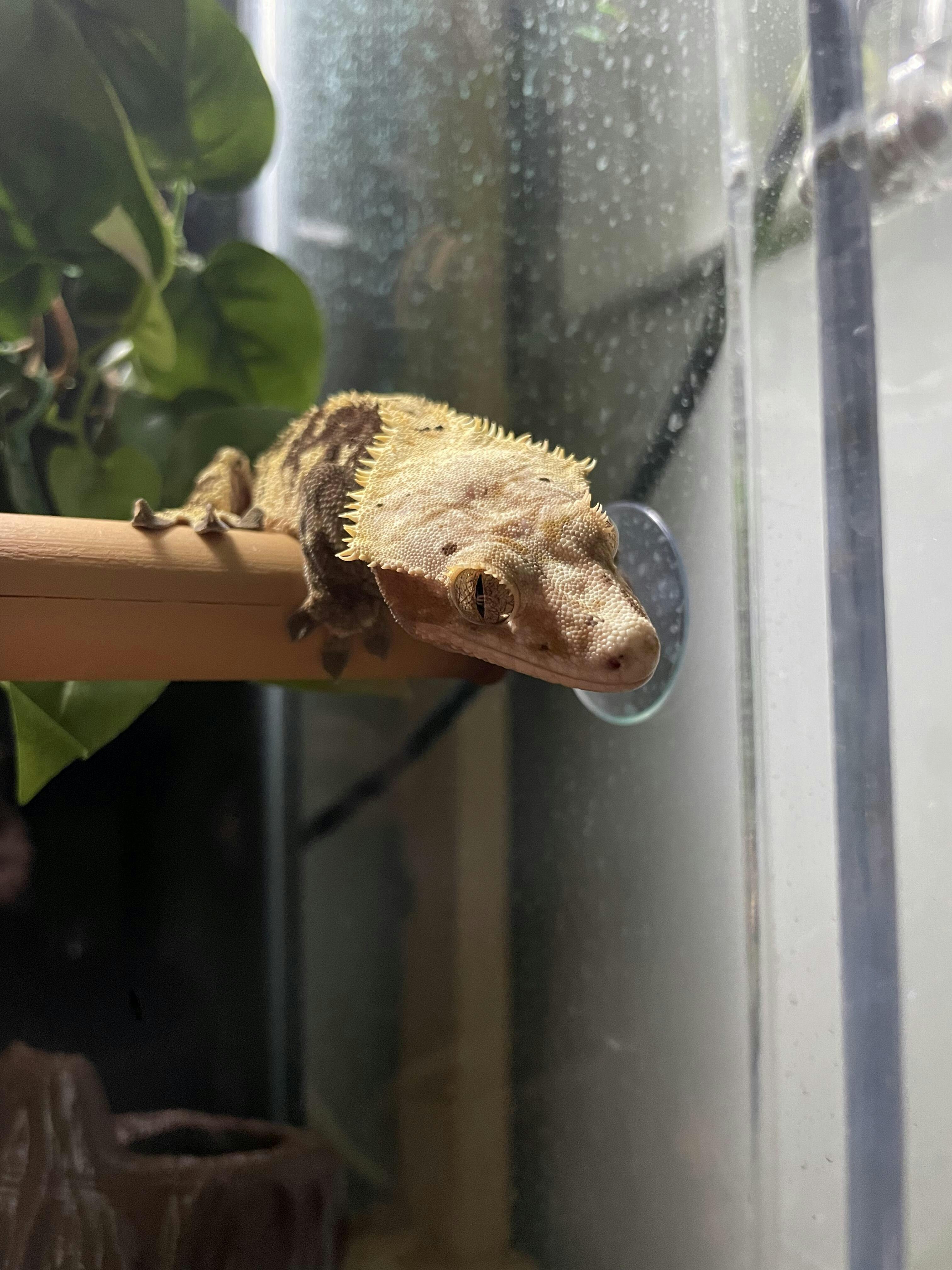 20 Gallon LONG Or 29 Gallon Aquarium Gecko Arboreal Conversion Kit I 20-gallon-long-or-29-gallon-aquarium-gecko-arboreal-conversion-kit-i