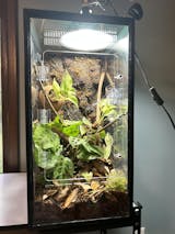 20 Gallon TALL/High Aquarium Gecko/Arboreal Conversion Kit – I Heart Geckos