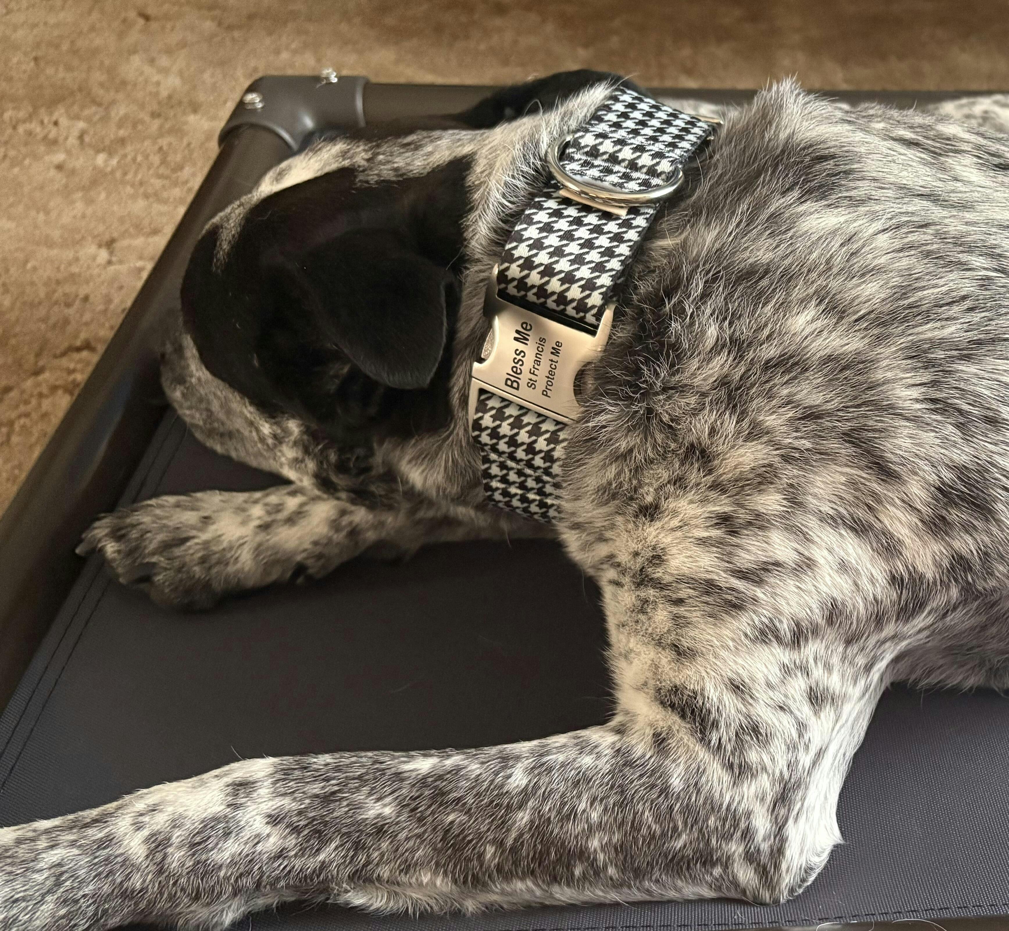 if it barks martingale dog collar