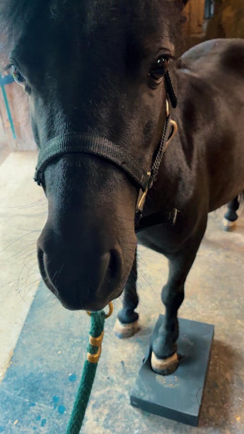 ImmuBiome Spine & Nerve