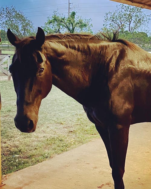 ImmuBiome Spine & Nerve