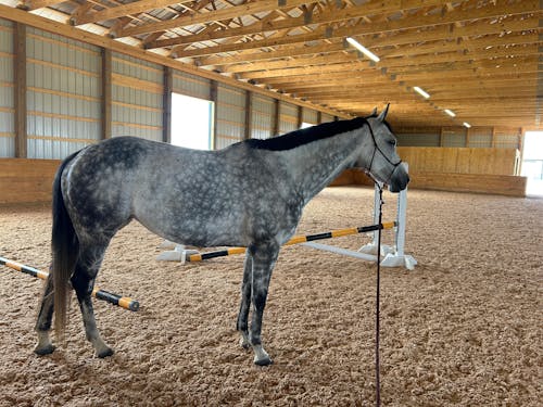 ImmuBiome Spine & Nerve