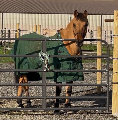 ImmuBiome Lean Muscle