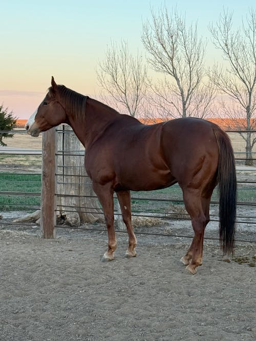 ImmuBiome Spine & Nerve