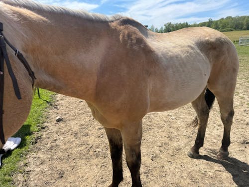 ImmuBiome Lean Muscle