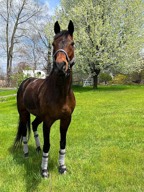 ImmuBiome Spine & Nerve