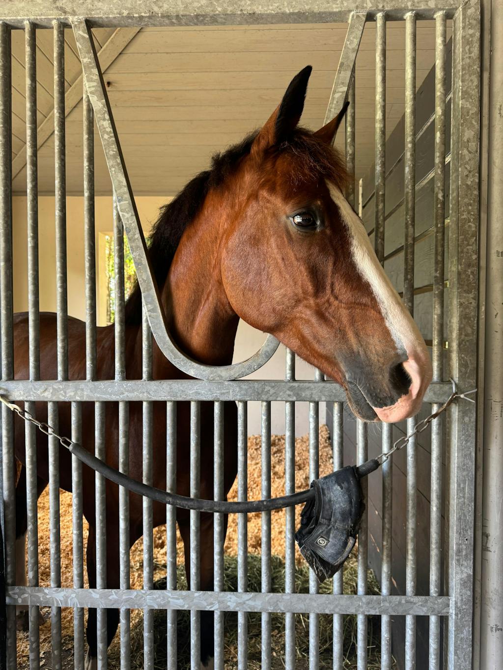 ImmuBiome Nerve Boost