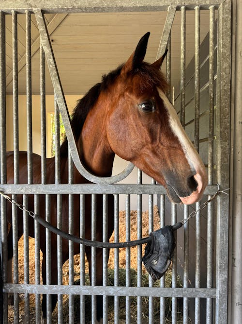 ImmuBiome Nerve Boost