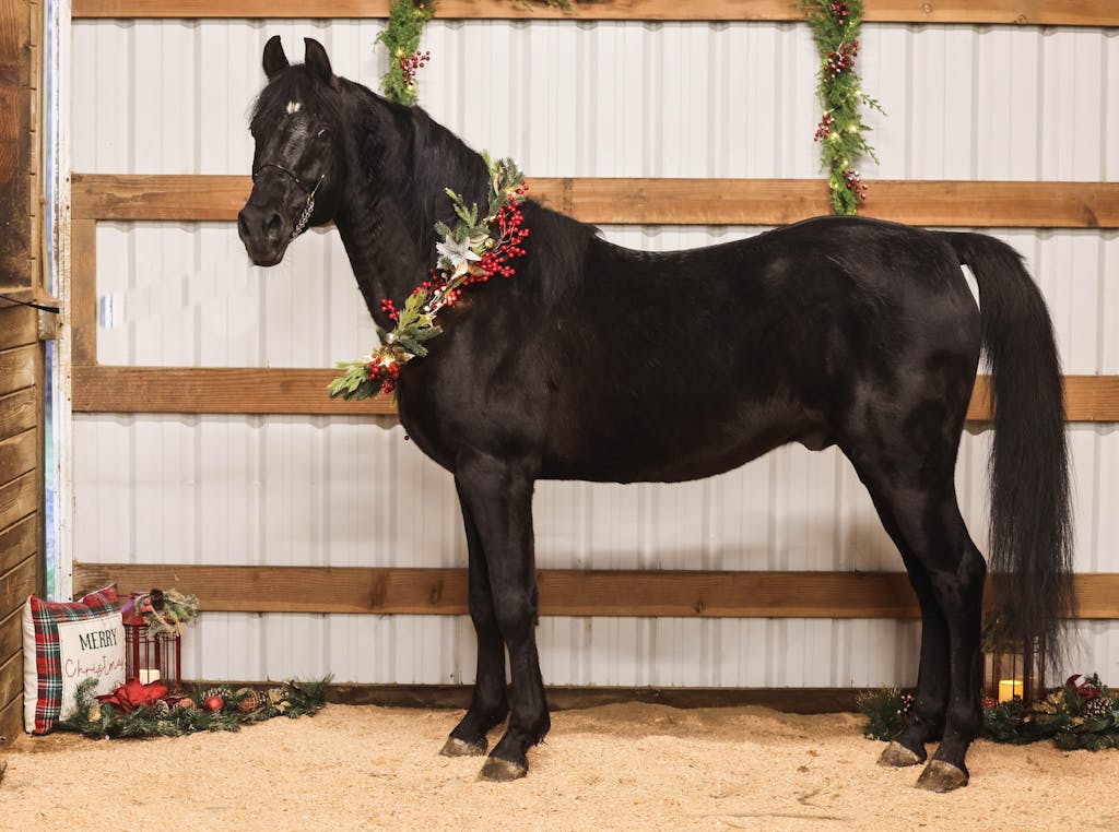 ImmuBiome Spine & Nerve