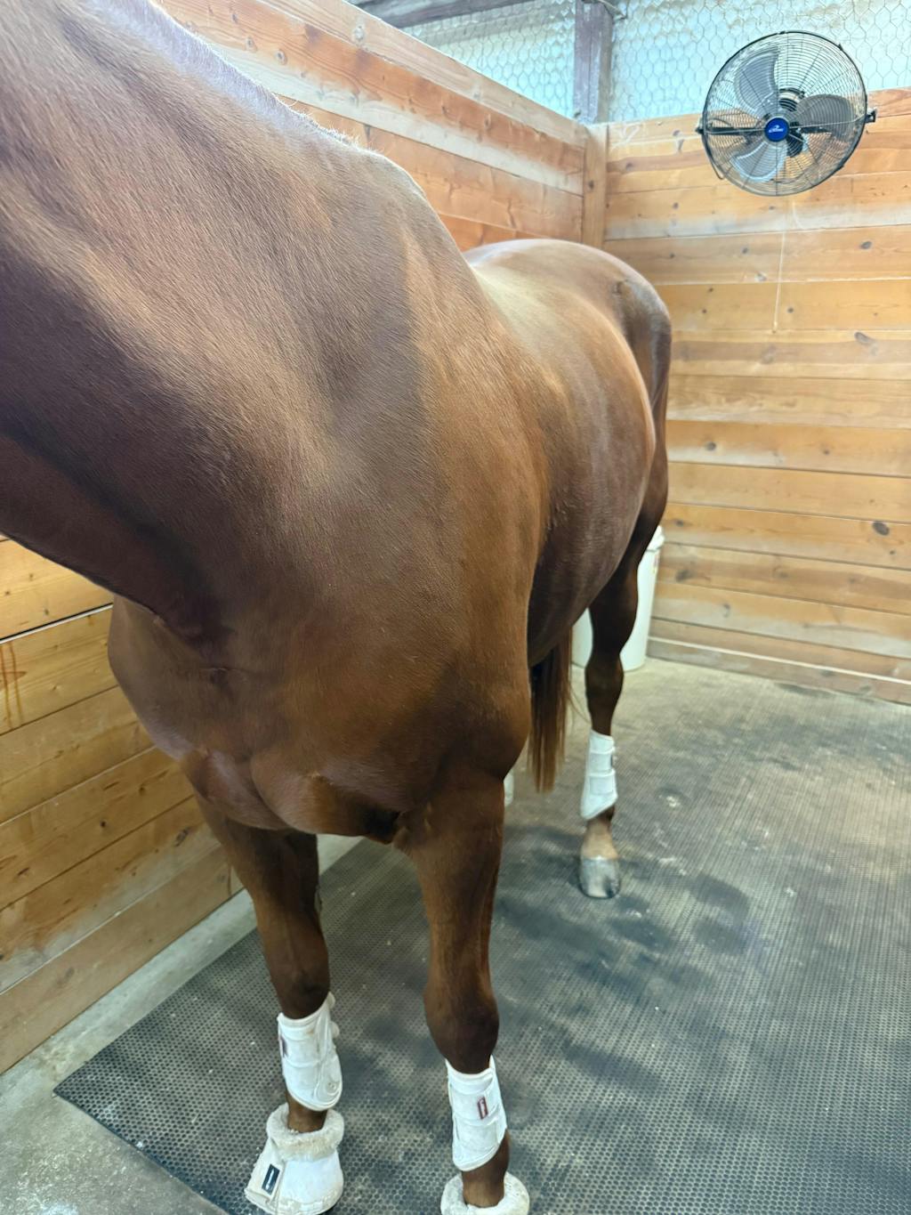 ImmuBiome Lean Muscle