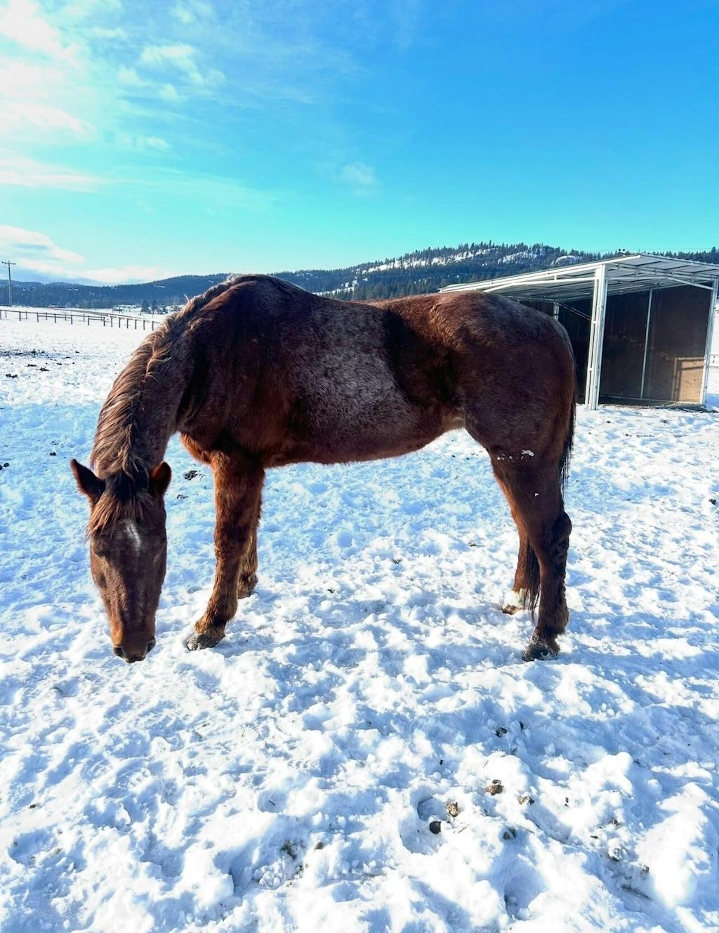 ImmuBiome Lean Muscle