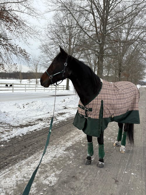 ImmuBiome Strength & Stamina