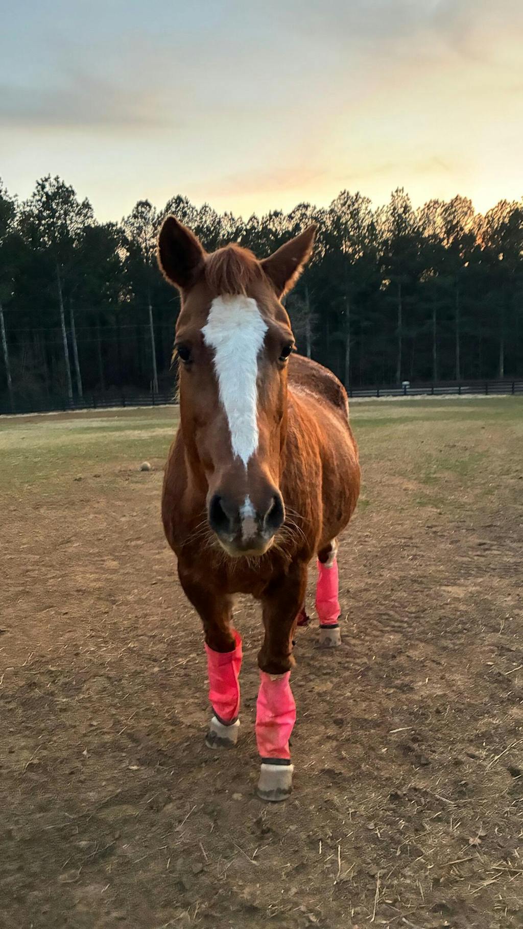 ImmuBiome Spine & Nerve