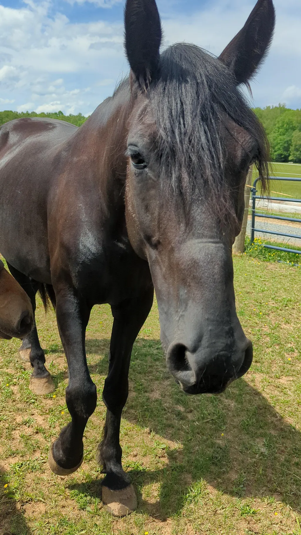 ImmuBiome Joint & Recovery