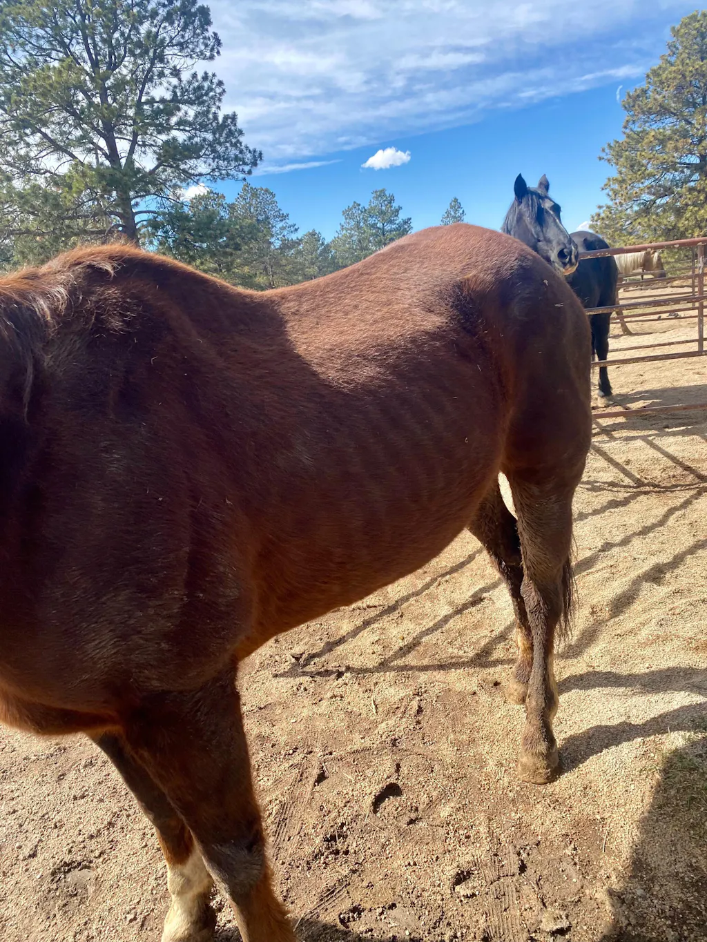 ImmuBiome Spine & Nerve