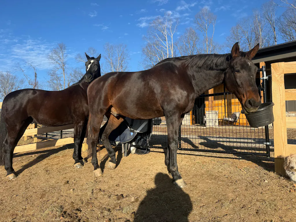 ImmuBiome Lean Muscle