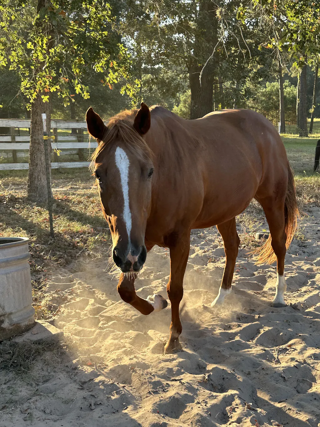 ImmuBiome Spine & Nerve
