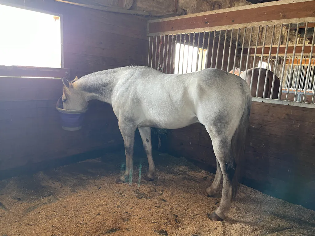 ImmuBiome Nerve Boost