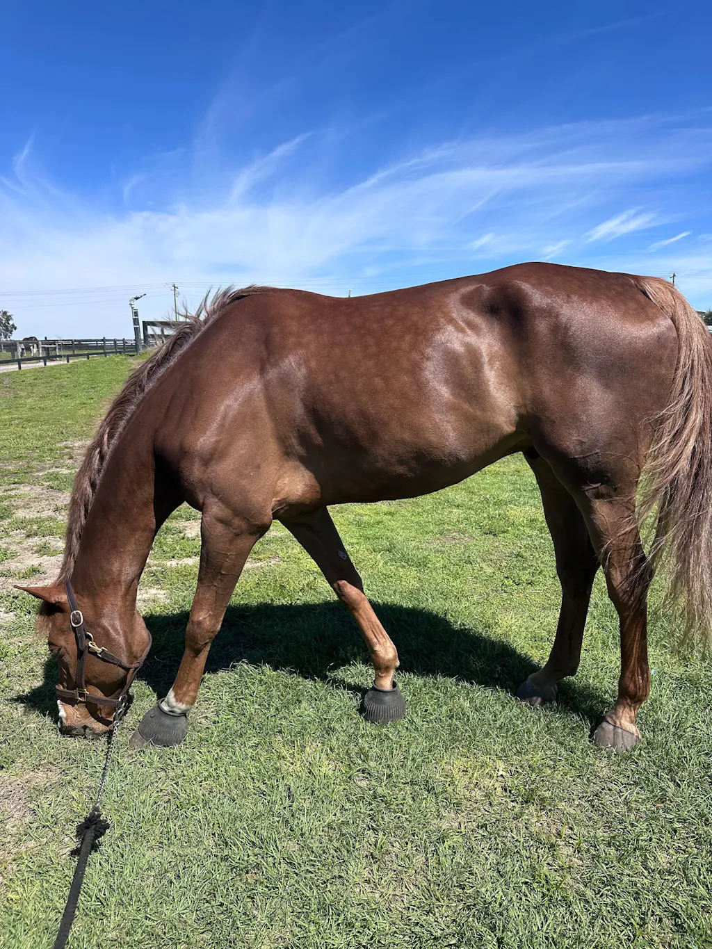 ImmuBiome Spine & Nerve