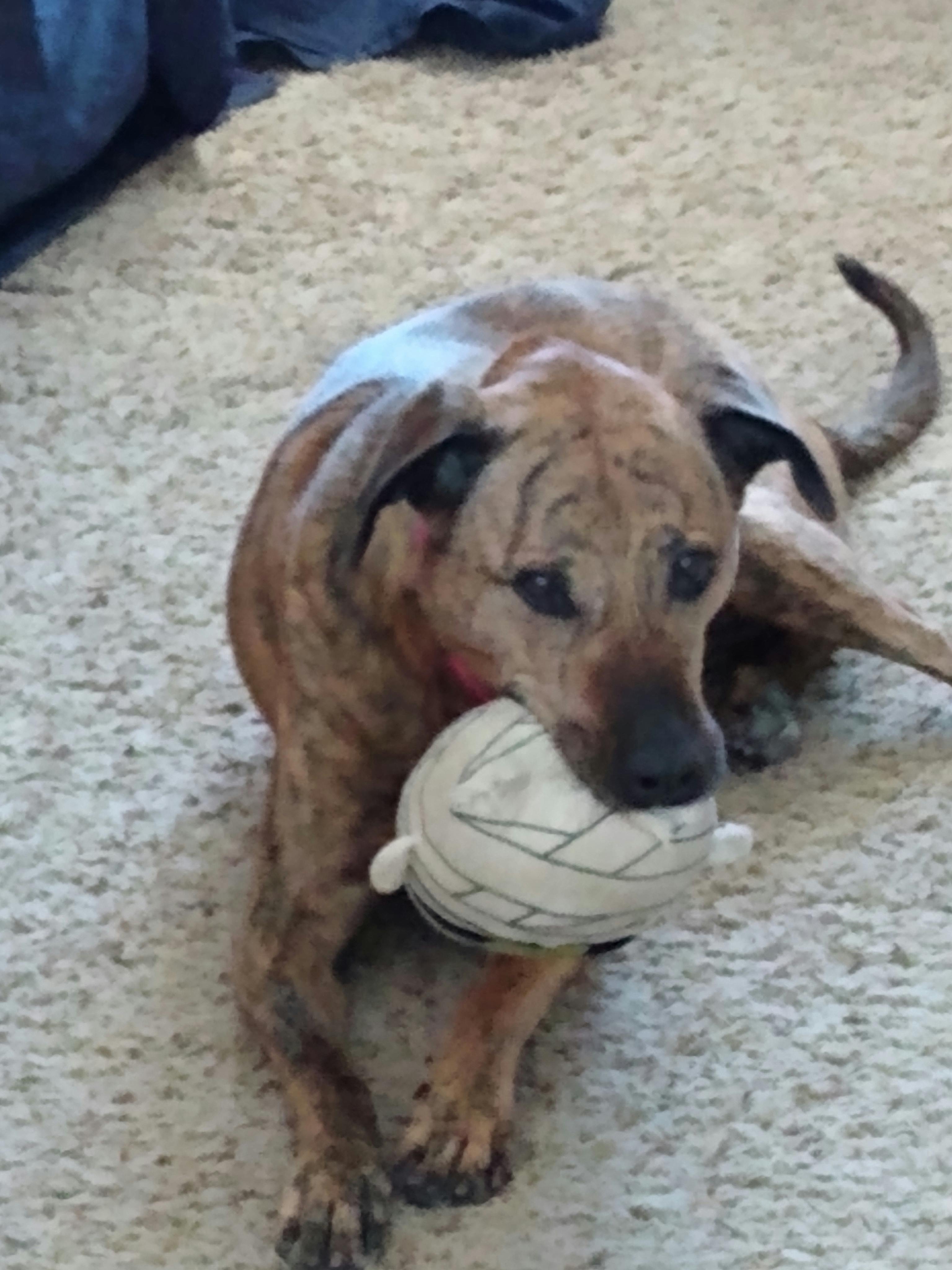 High Anxiety Dog Crate, Strong & Safe Impact Dog Crates