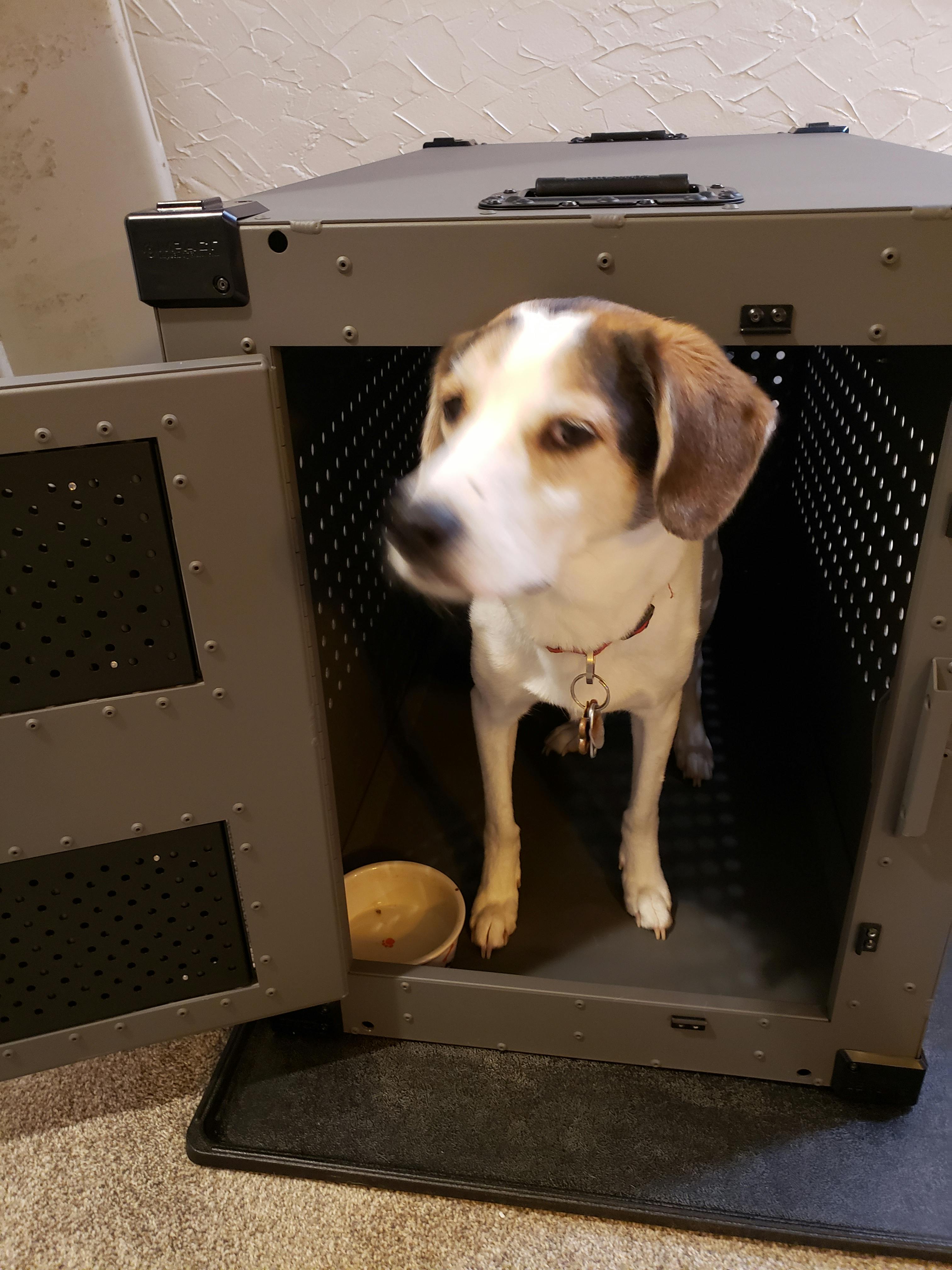 High Anxiety Dog Crate, Strong & Safe Impact Dog Crates