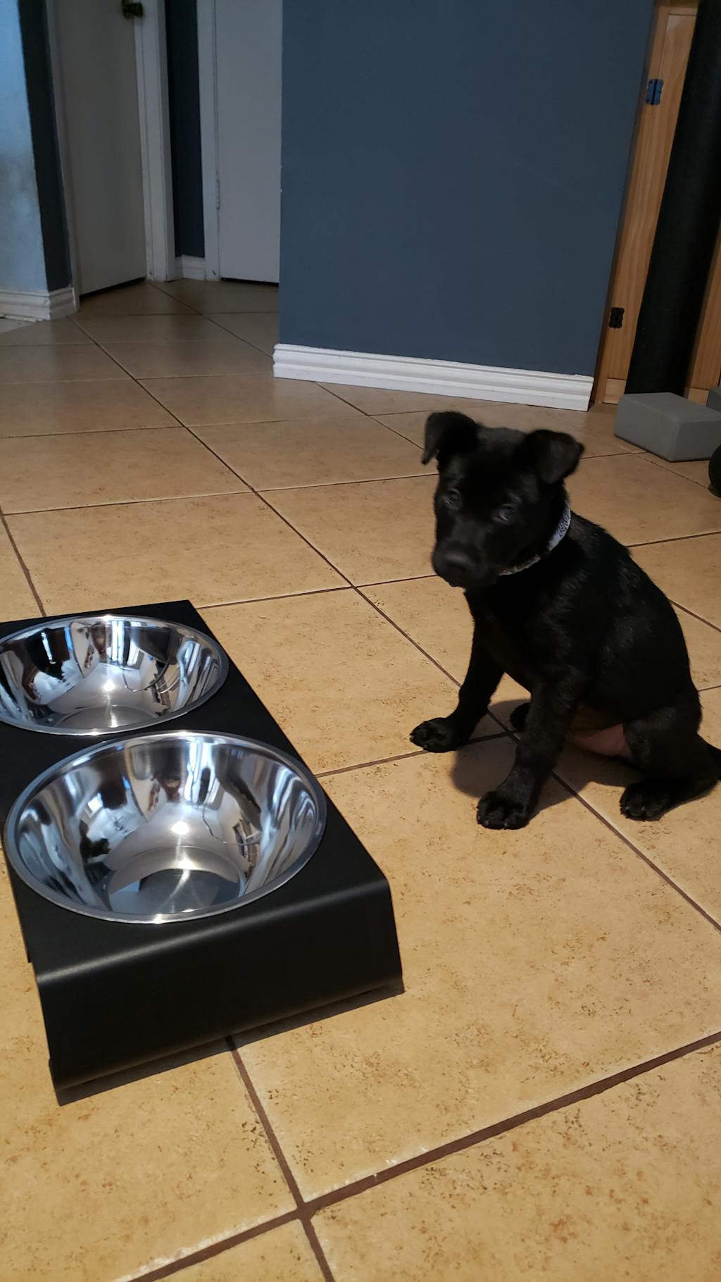 Impact Dog Crates Aluminum Dog Bowl Stand