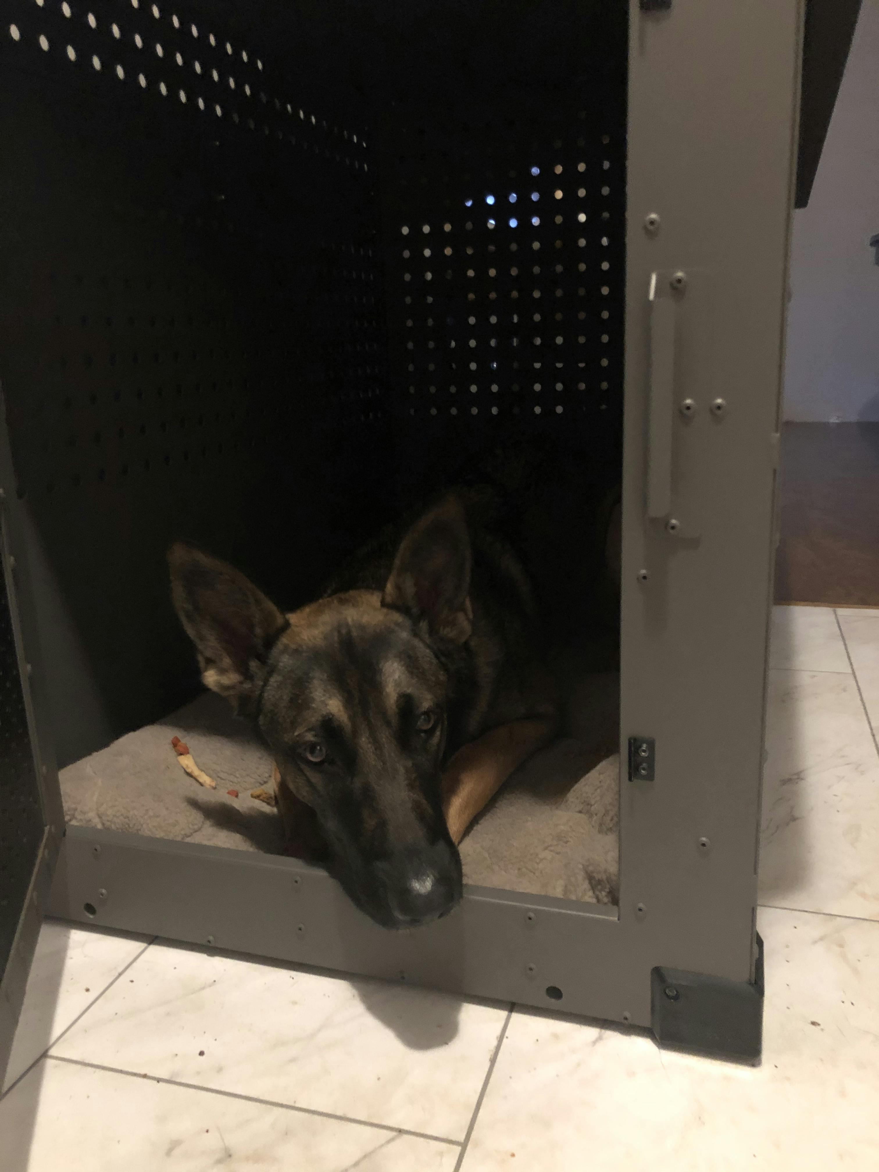 High Anxiety Dog Crate, Strong & Safe Impact Dog Crates