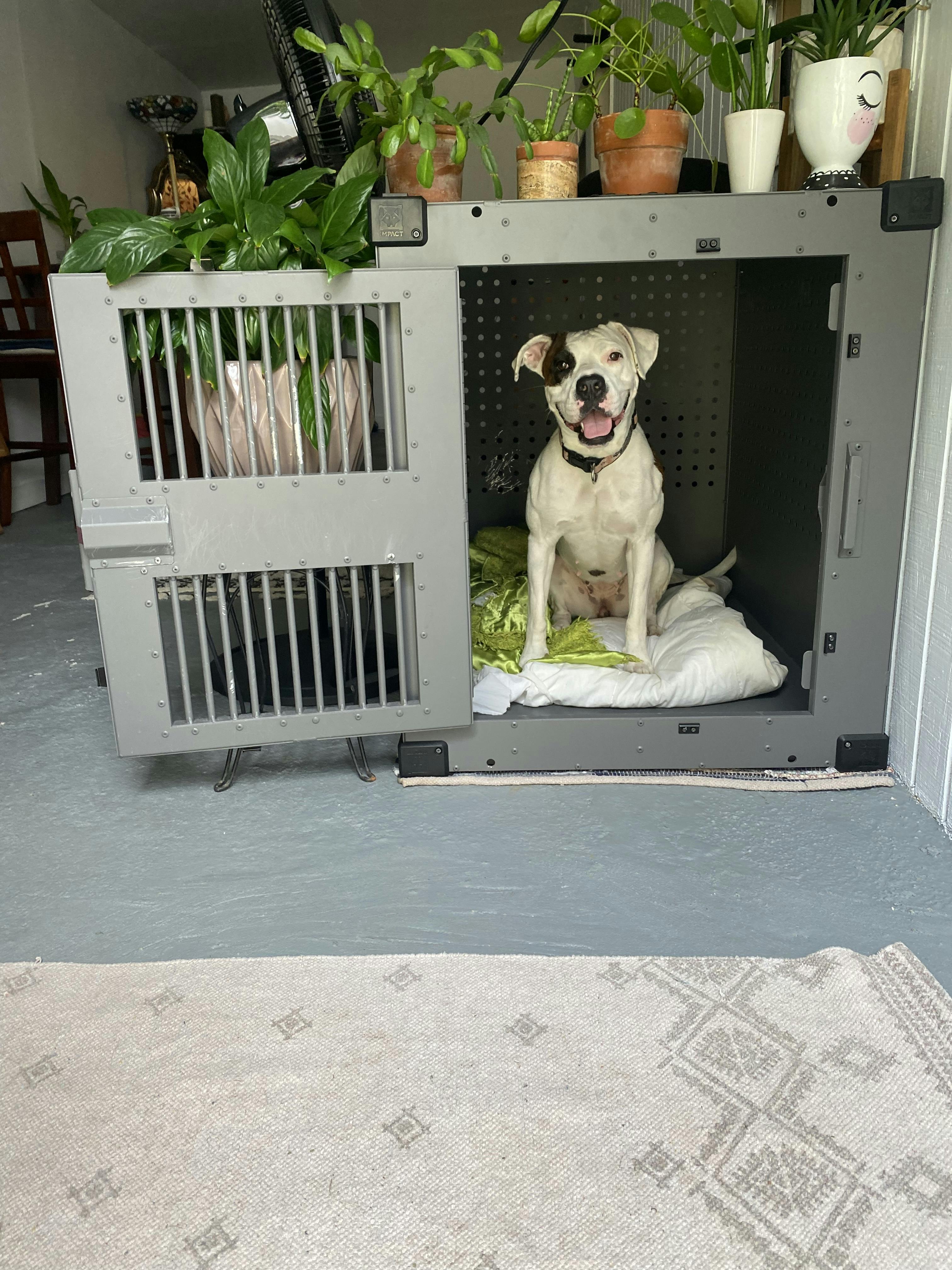 High Anxiety Dog Crate, Strong & Safe Impact Dog Crates