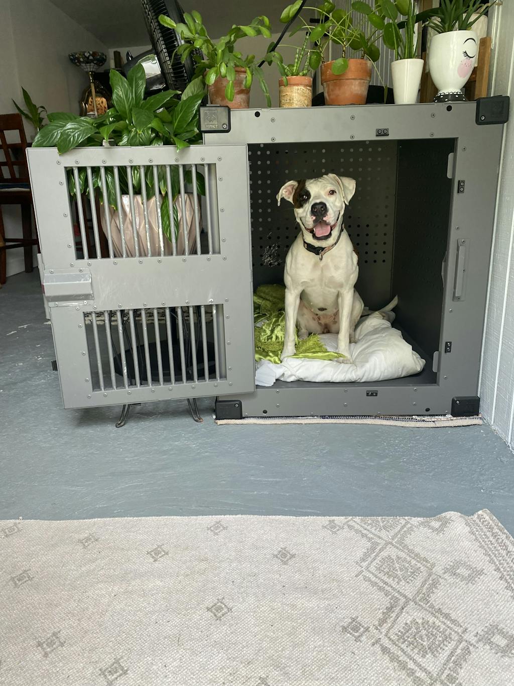 High Anxiety Dog Crate, Strong & Safe Impact Dog Crates