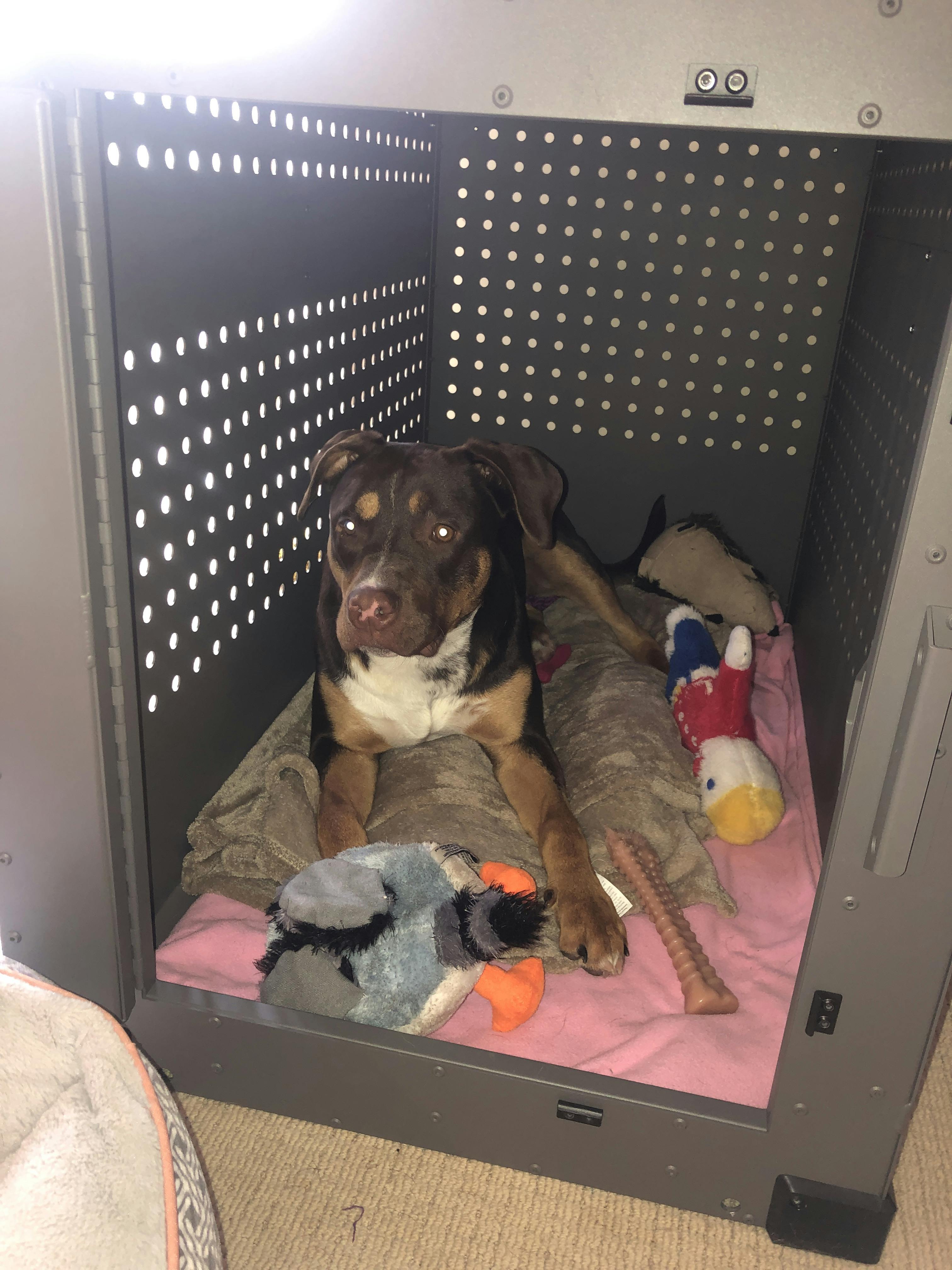 High Anxiety Dog Crate, Strong & Safe Impact Dog Crates