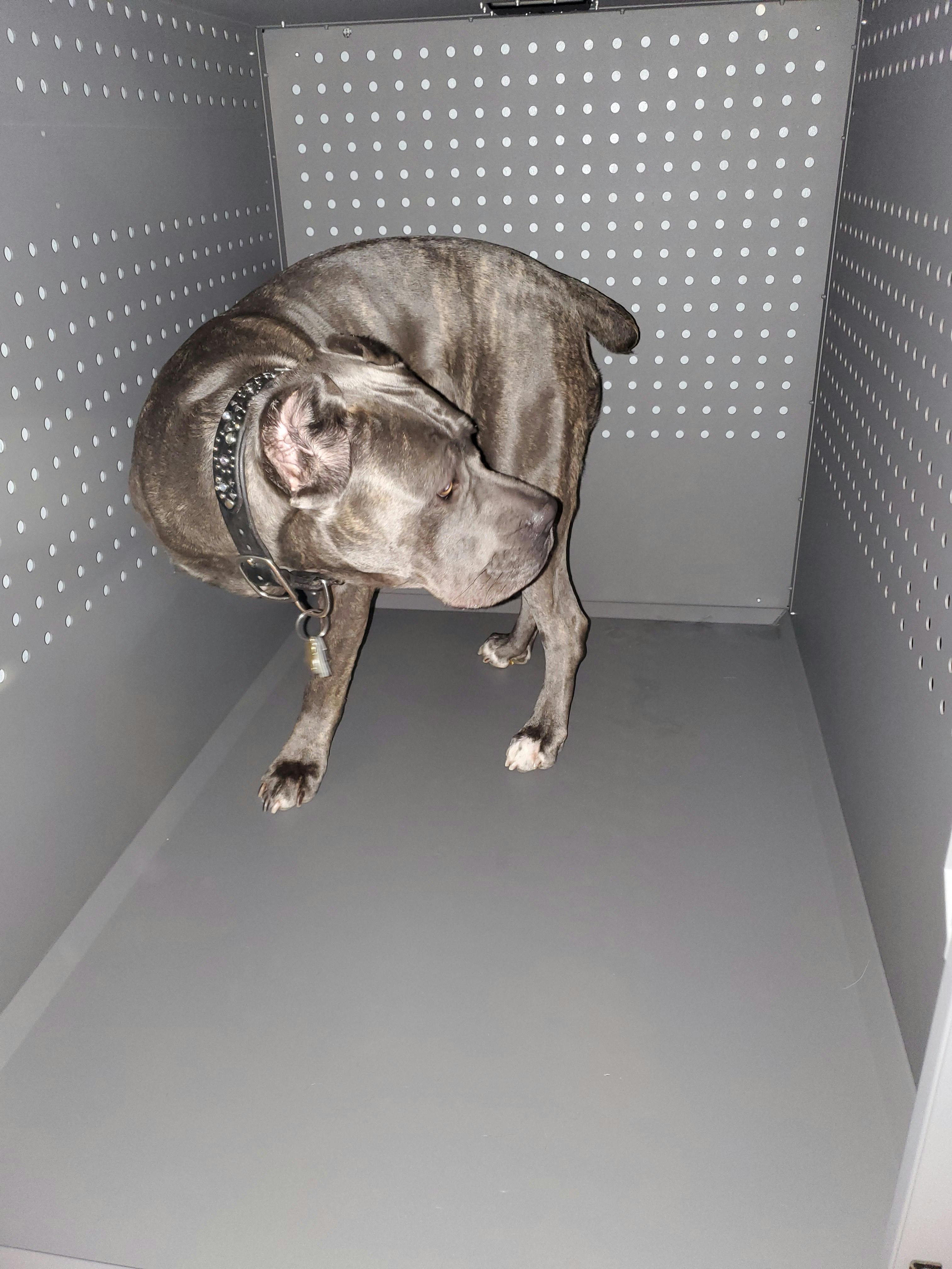 High Anxiety Dog Crate, Strong & Safe Impact Dog Crates