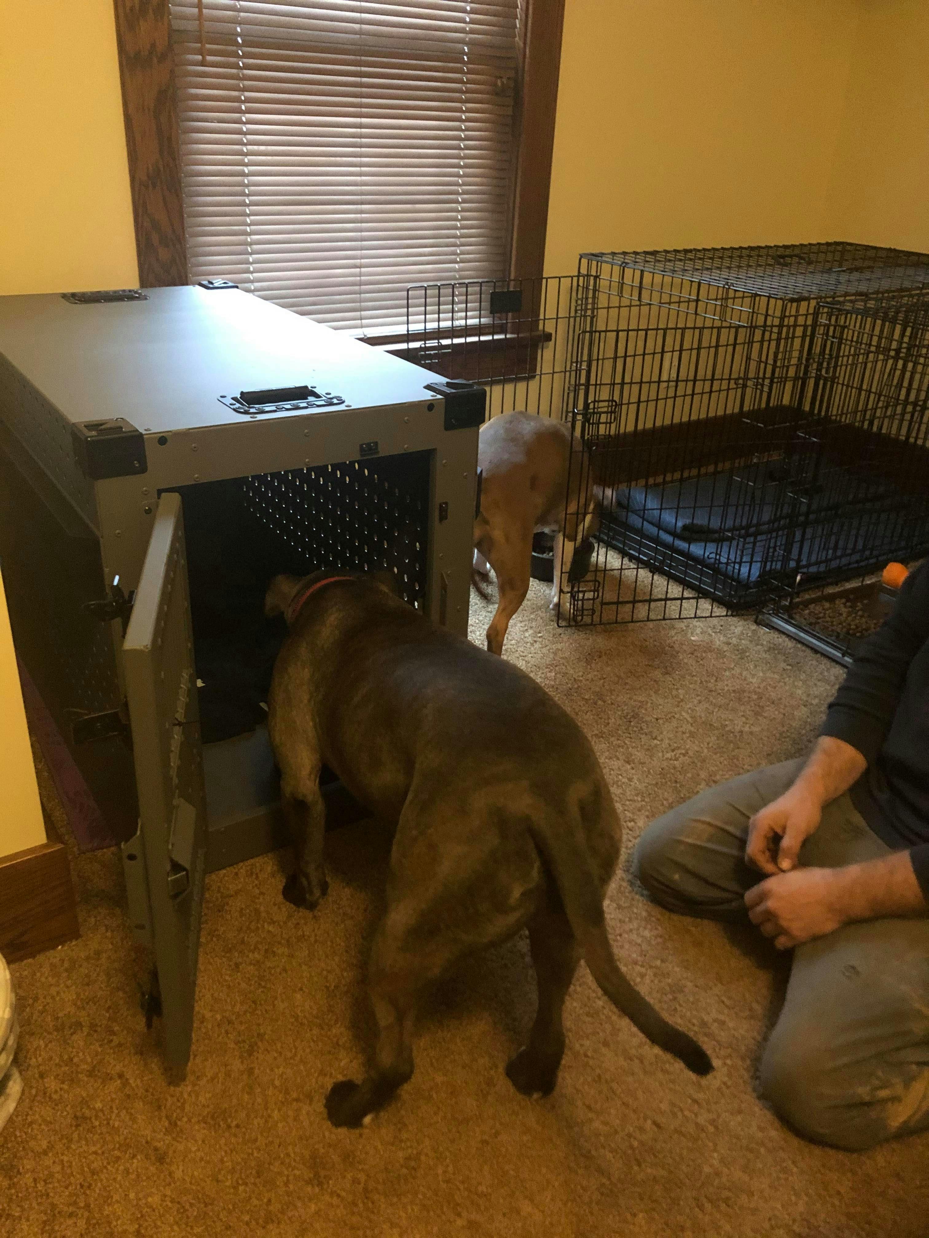 High Anxiety Dog Crate, Strong & Safe Impact Dog Crates
