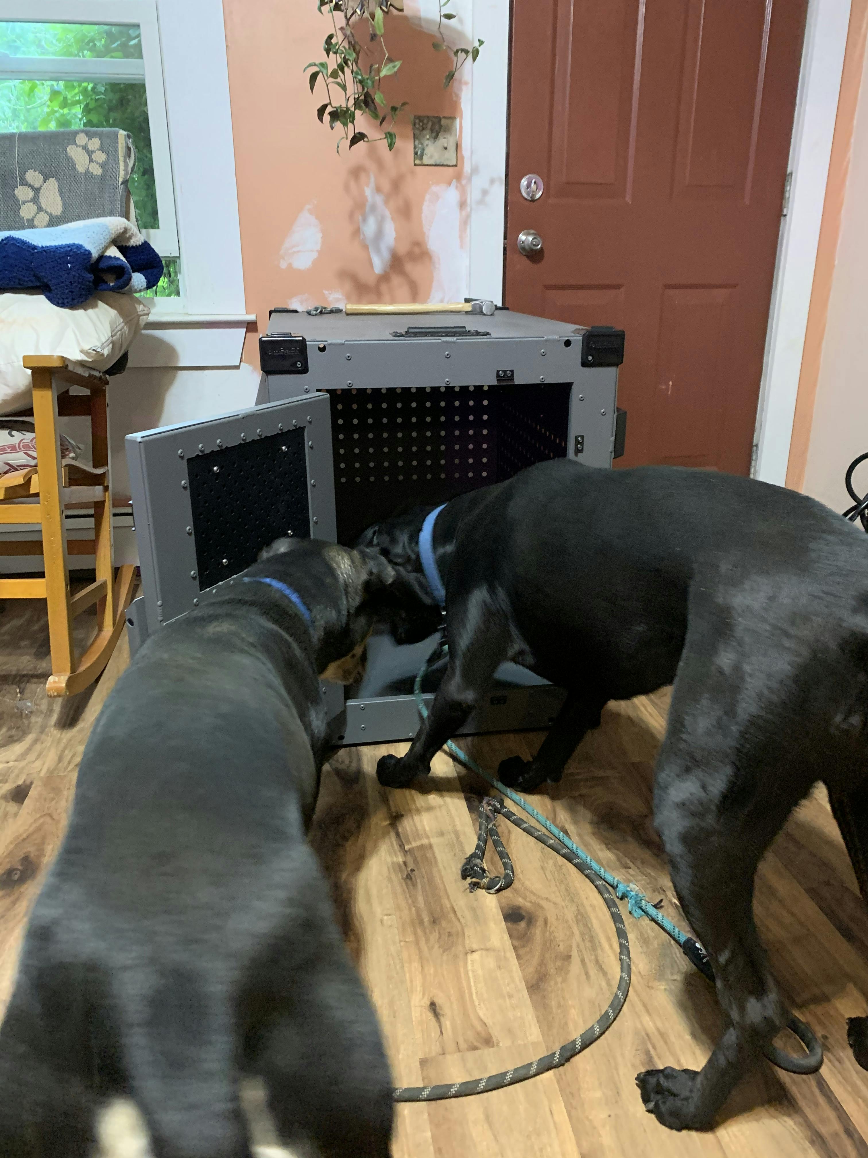 High Anxiety Dog Crate, Strong & Safe Impact Dog Crates