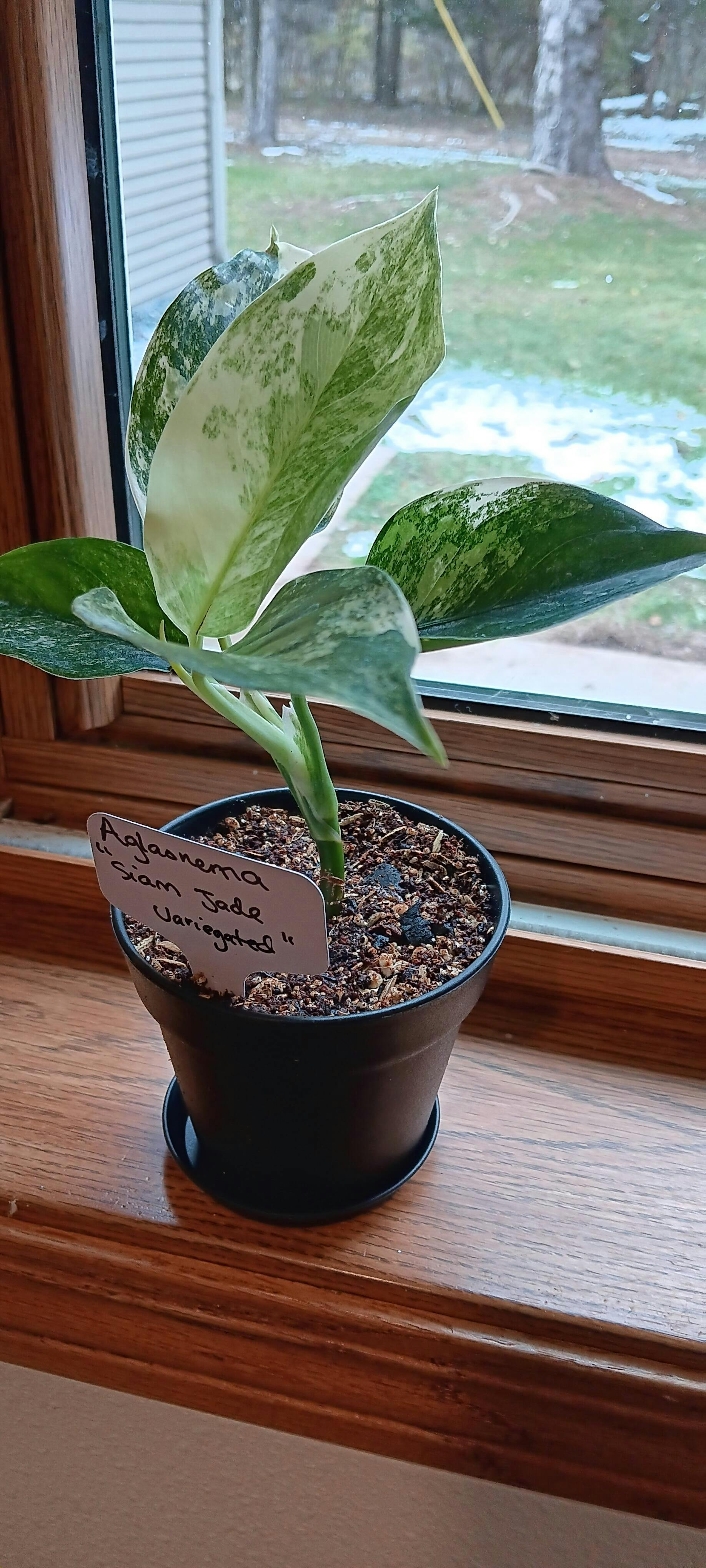 Aglaonema Siam Jade Variegated – INDONESIAPLANTS