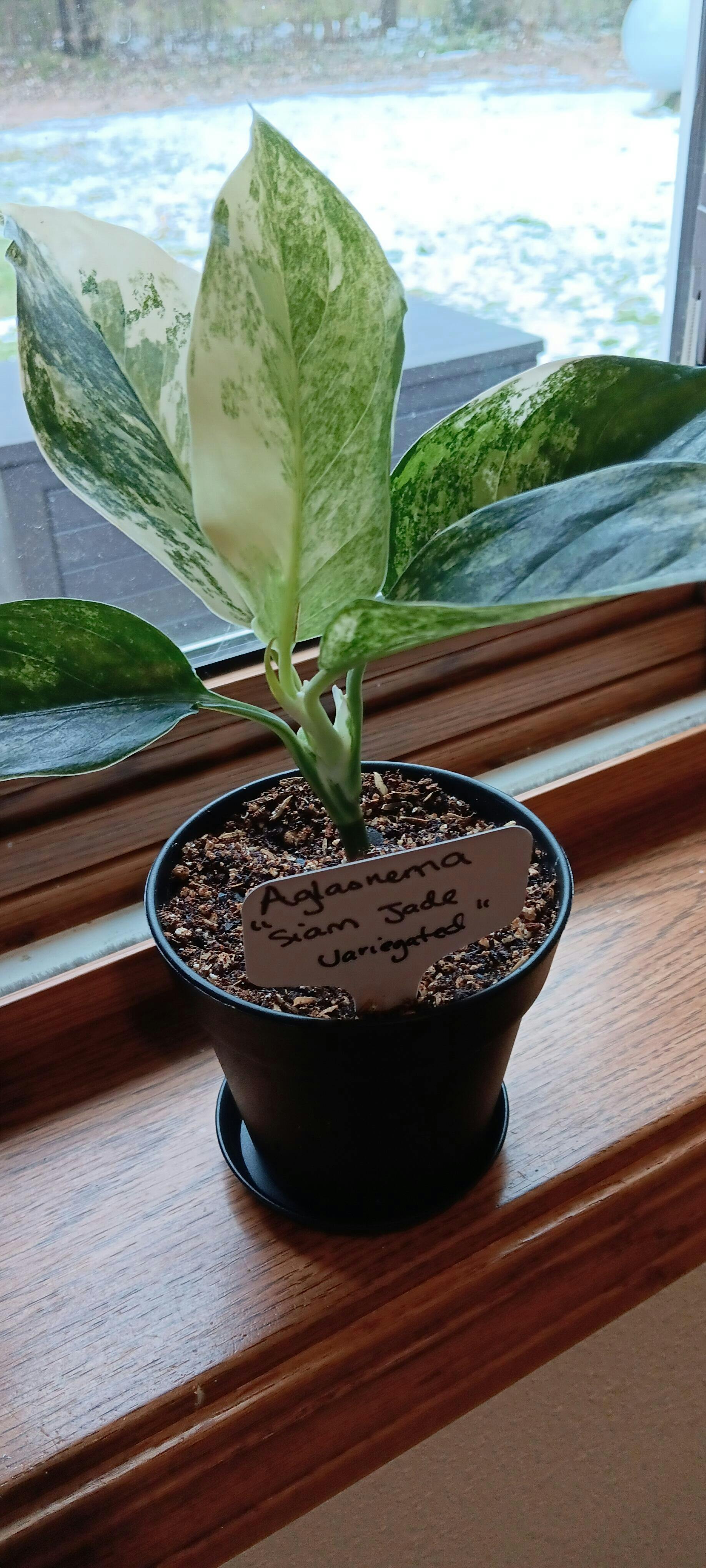 Aglaonema Siam Jade Variegated – INDONESIAPLANTS