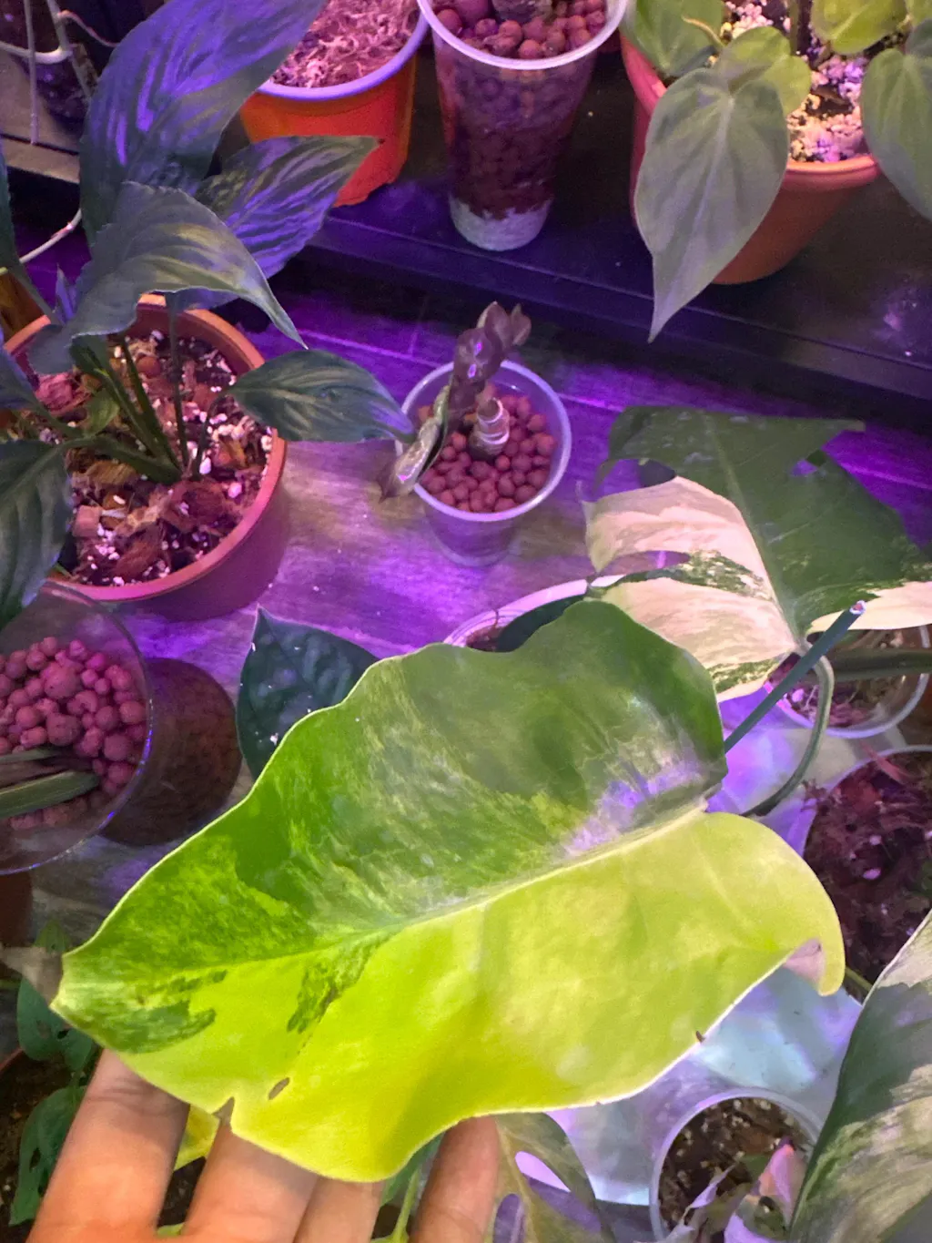 Monstera Deliciosa Aurea Variegated Fenestrated Rooted Cutting