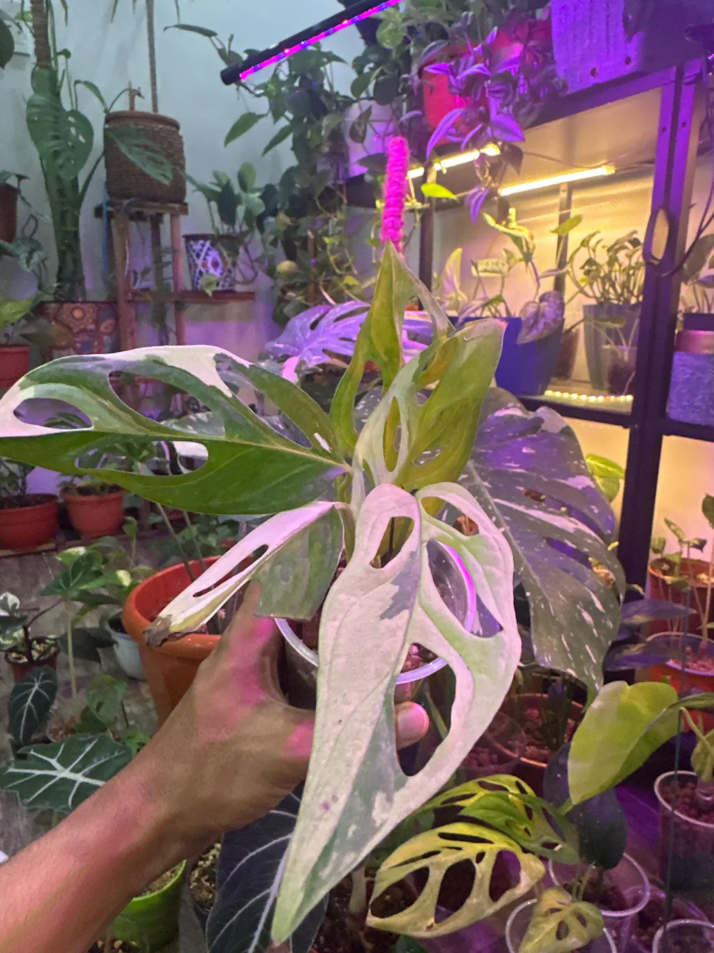 Monstera Adansonii Giant Variegated Albo