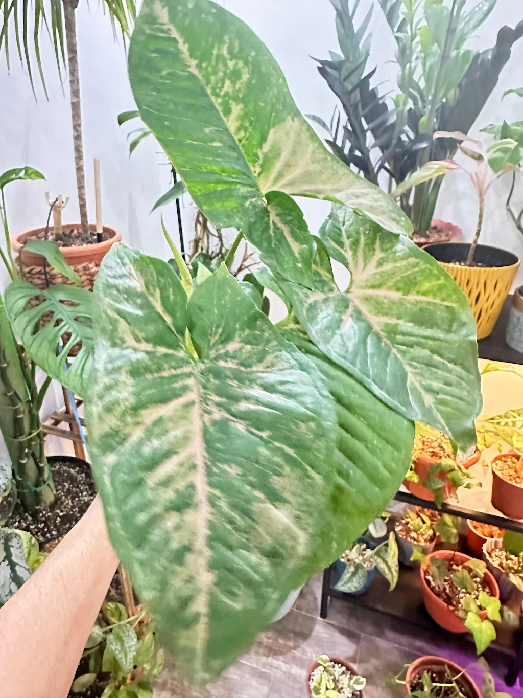 Syngonium Pink Flecked