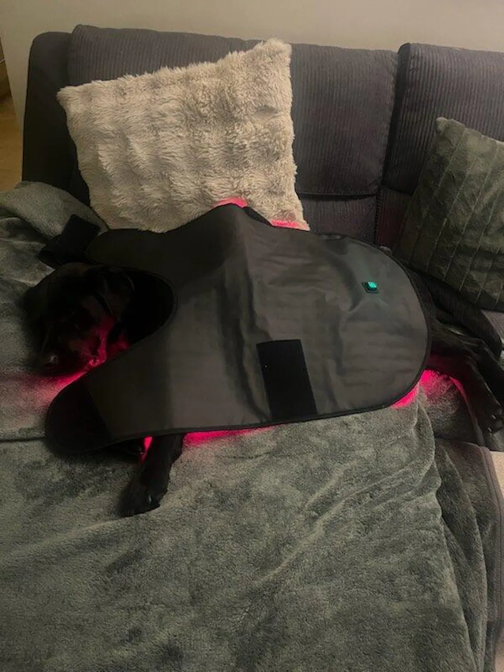 LIGHTFORCE LED RED & INFRARED LIGHT THERAPY PET JACKET LARGE