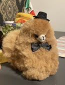 Mini (15cm) - Jouet en alpaga - Animal en peluche - Soulagement du stress